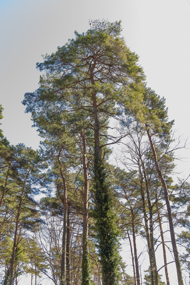 LMB_0404_81